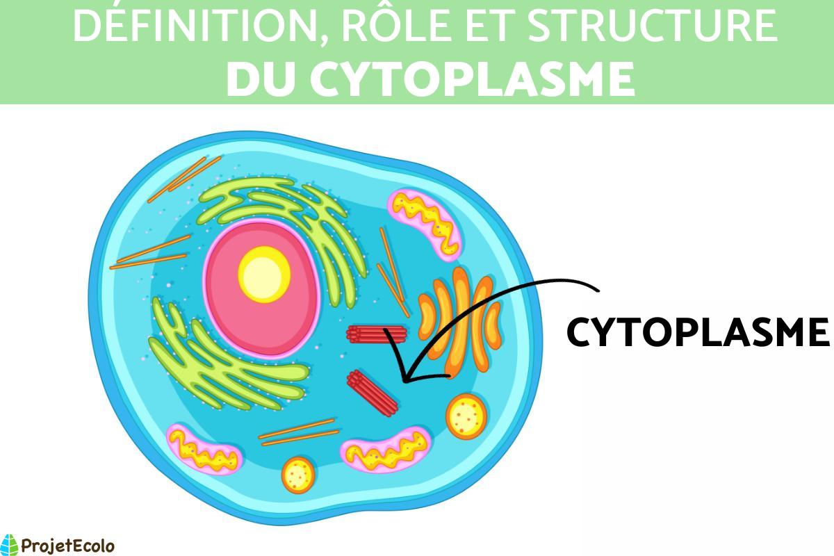 Cytoplasme : définition, rôle et structure