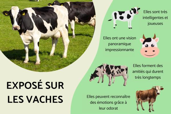 Exposé sur les vaches