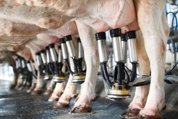 Exposé sur les vaches - Les vaches laitières souffrent de maltraitance