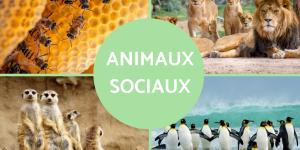 Animaux sociaux : définition et exemples