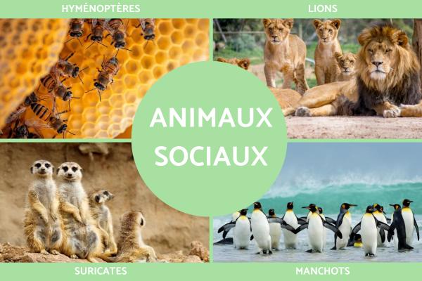 Animaux sociaux : définition et exemples