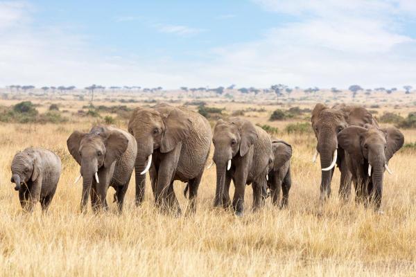Animaux sociaux : définition et exemples - Éléphants