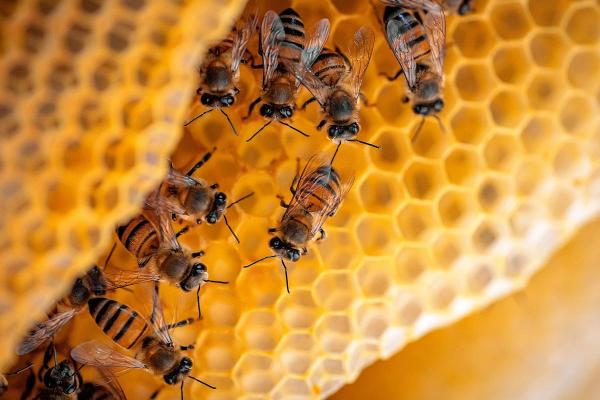 Animaux sociaux : définition et exemples - Hyménoptères