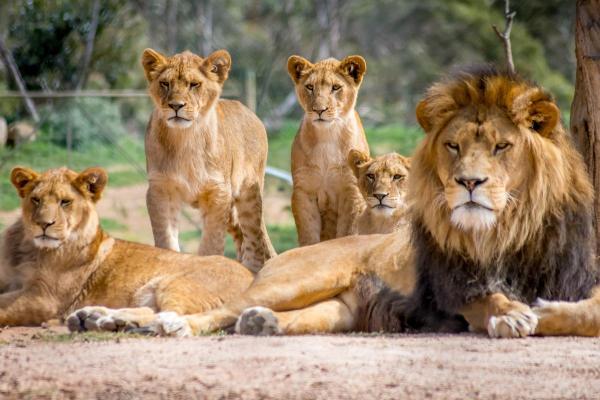 Animaux sociaux : définition et exemples - Lions