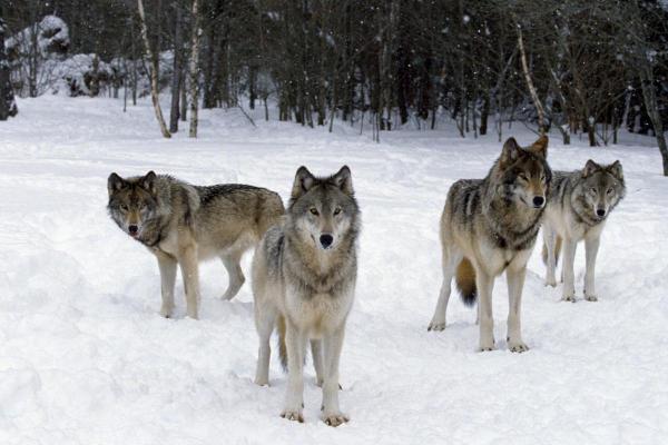 Animaux sociaux : définition et exemples - Loups
