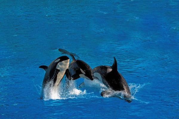 Animaux sociaux : définition et exemples - Orques
