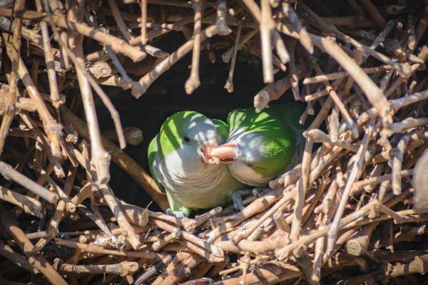 Animaux sociaux : définition et exemples - Perruches
