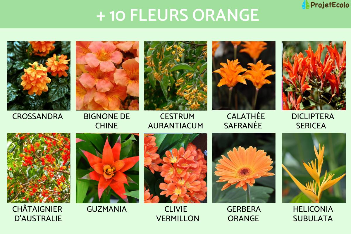Plante Fleurs Orange