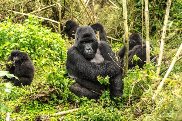 Animaux sociaux : définition et exemples - Primates