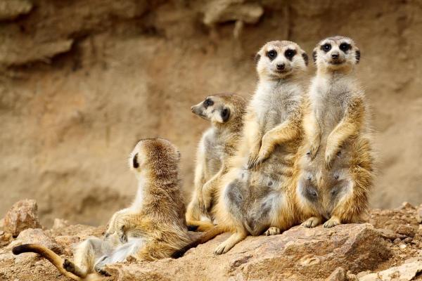 Animaux sociaux : définition et exemples - Suricates