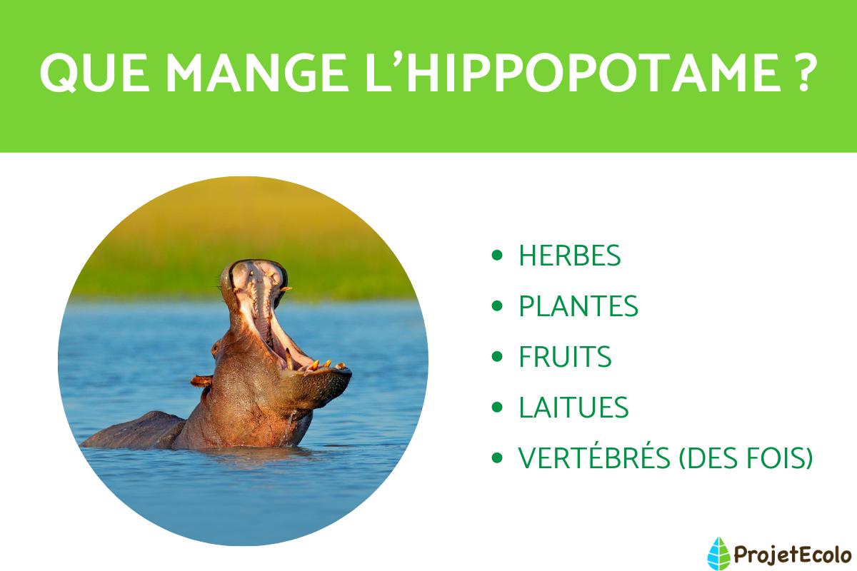 Que mange l'hippopotame ? - Alimentation de l'hippopotame