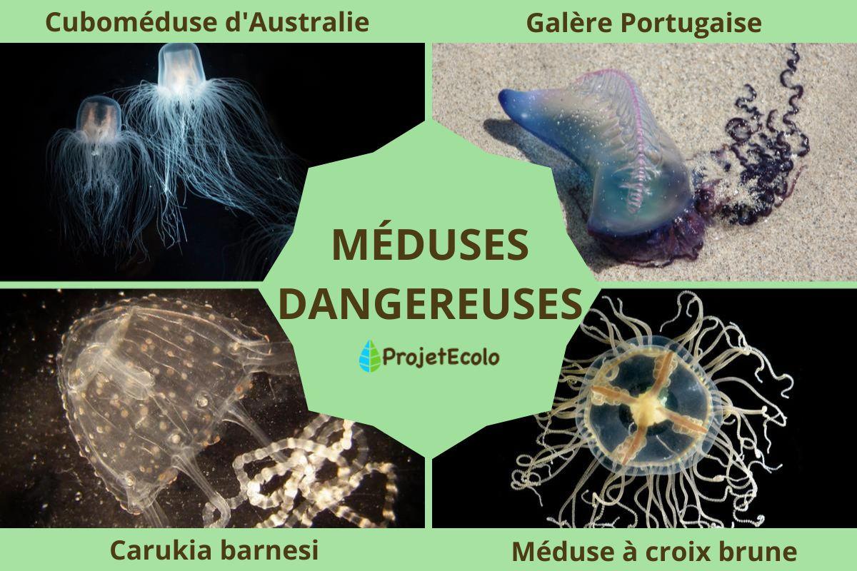 Méduses : tout savoir sur ces animaux - InfoAnimales