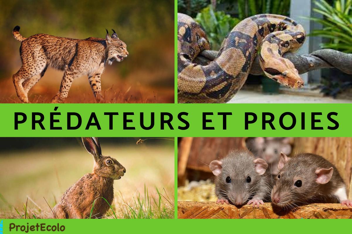 Prédateurs et proies : exemples et caractéristiques