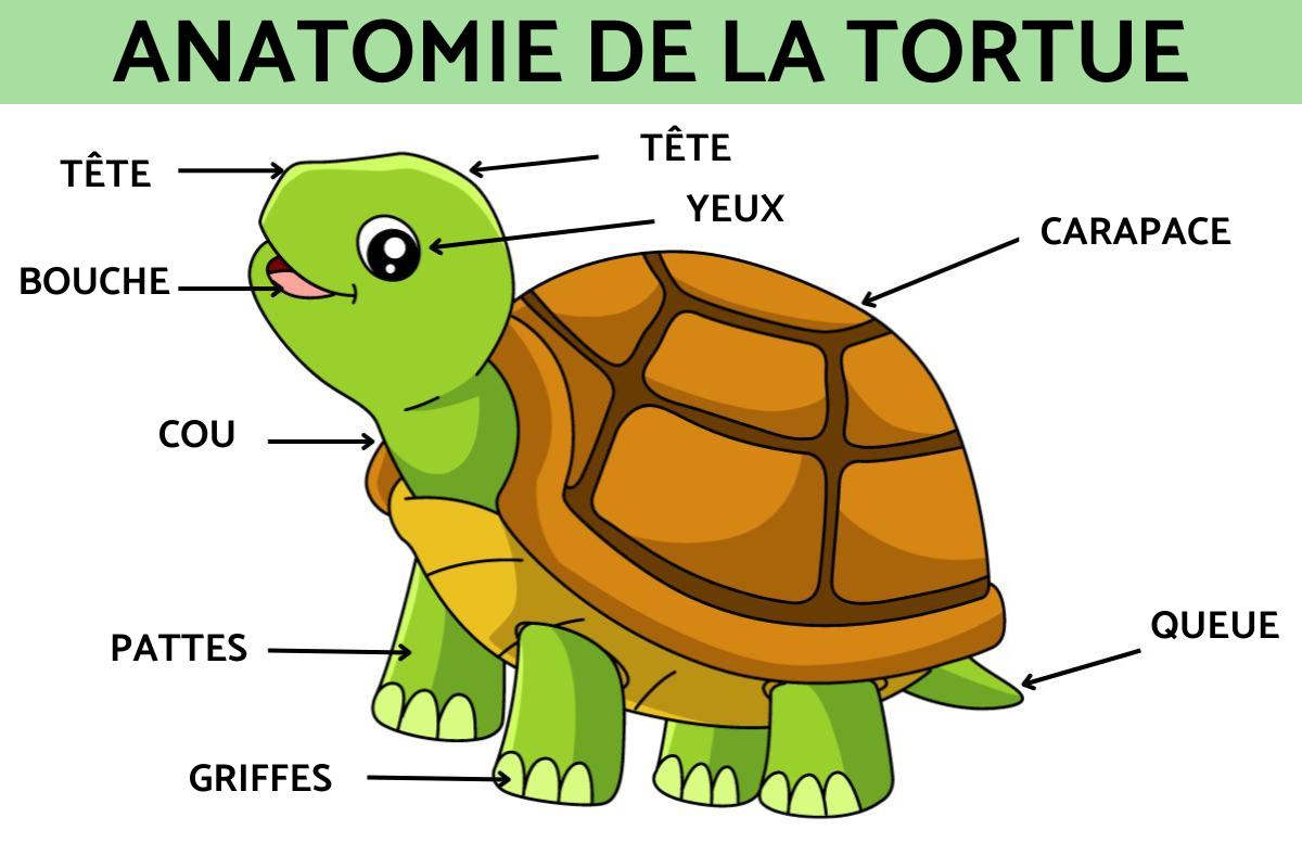 Anatomie de la tortue