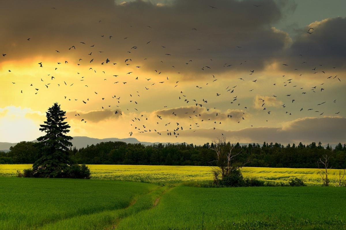 Qu'est-ce que la biodiversité - Définition, rôle et importance