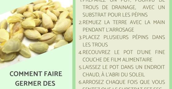 Comment faire germer des pépins de citron