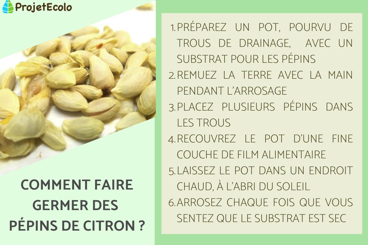 Faire GERMER des PÉPINS de CITRON Germination et entretien