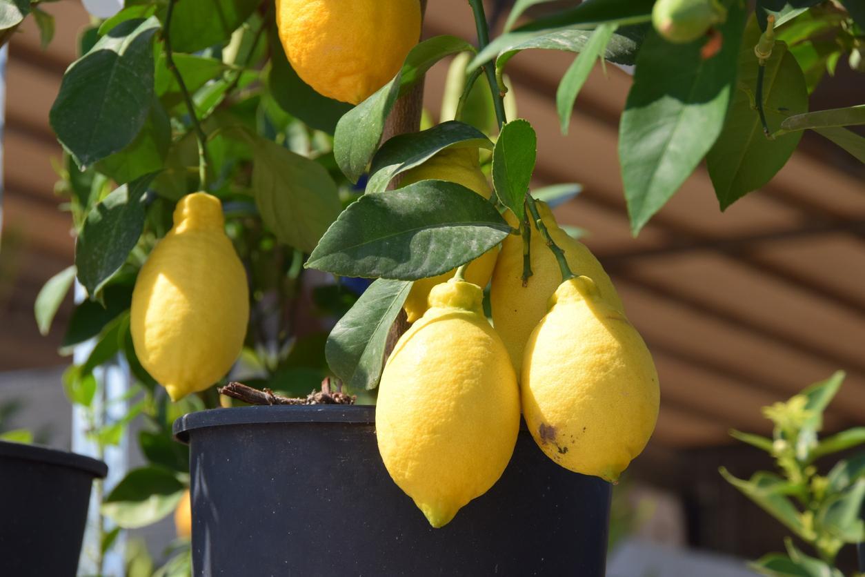 Faire GERMER des PÉPINS de CITRON Germination et entretien