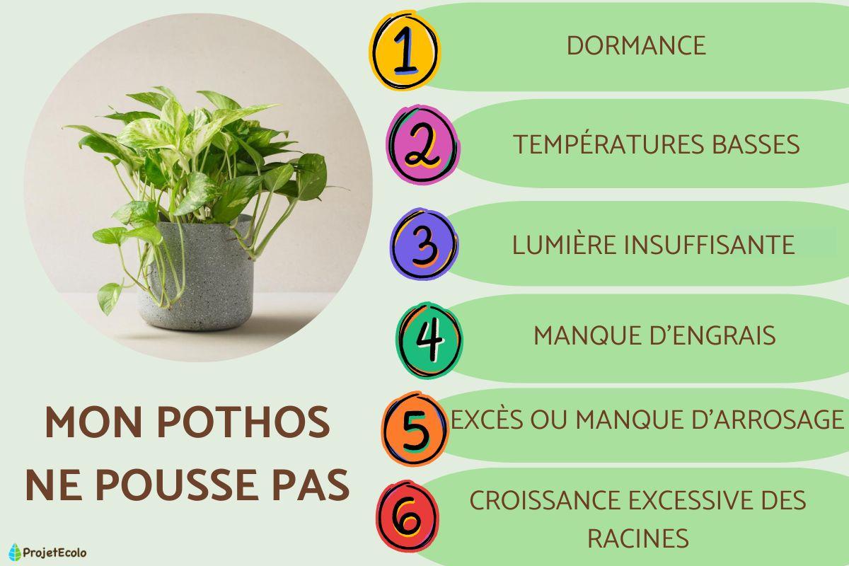 Mon pothos ne pousse pas
