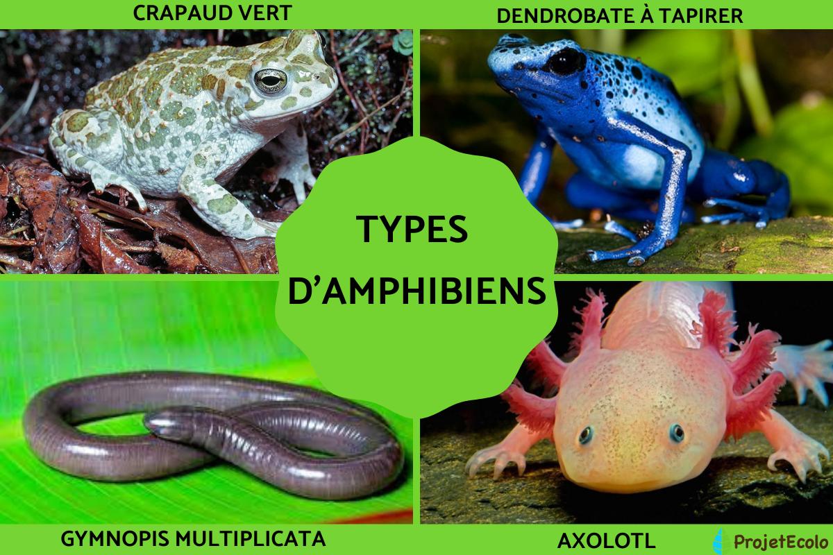 Types d'amphibiens, caractéristiques et exemples