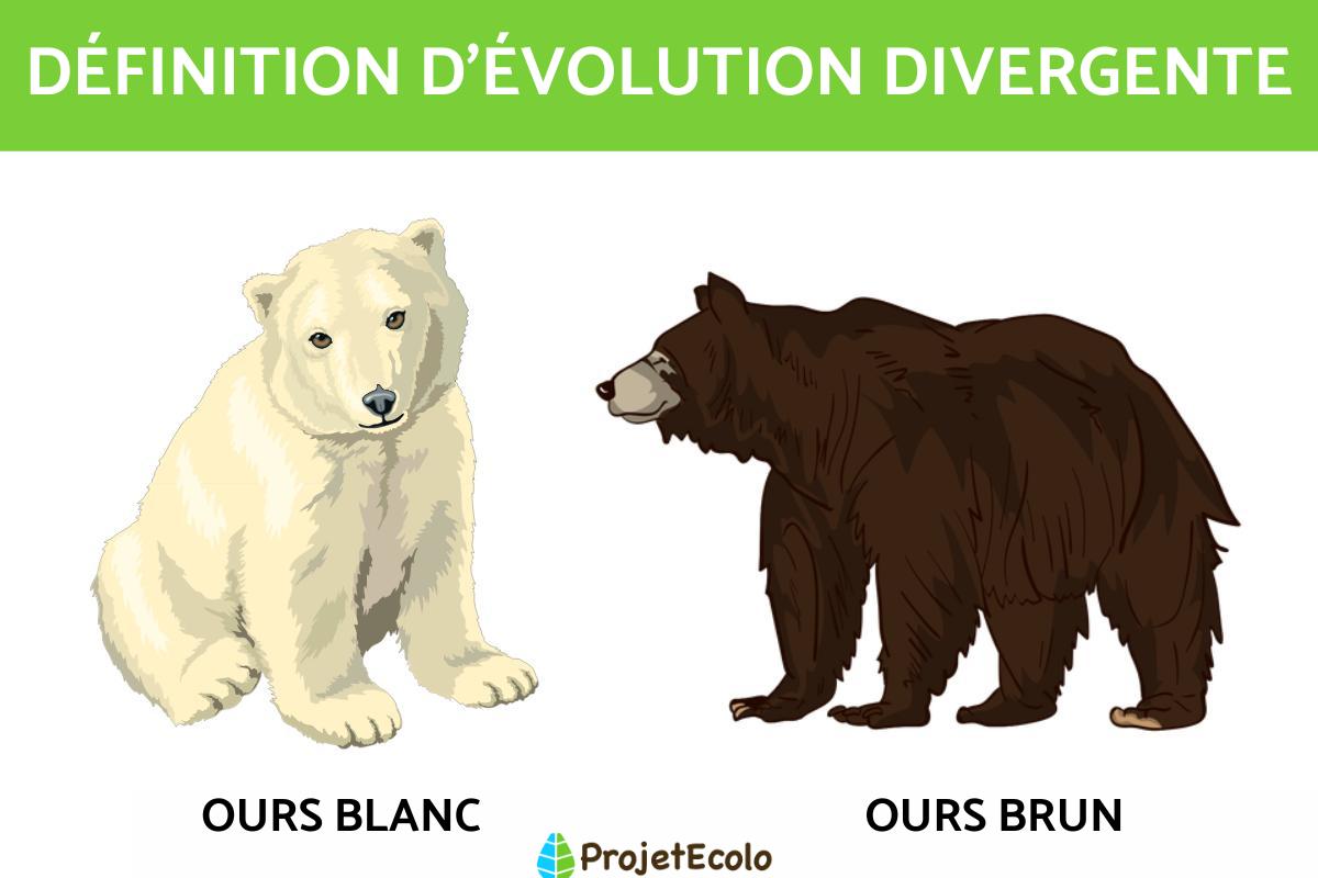 Évolution divergente : Définition et exemples