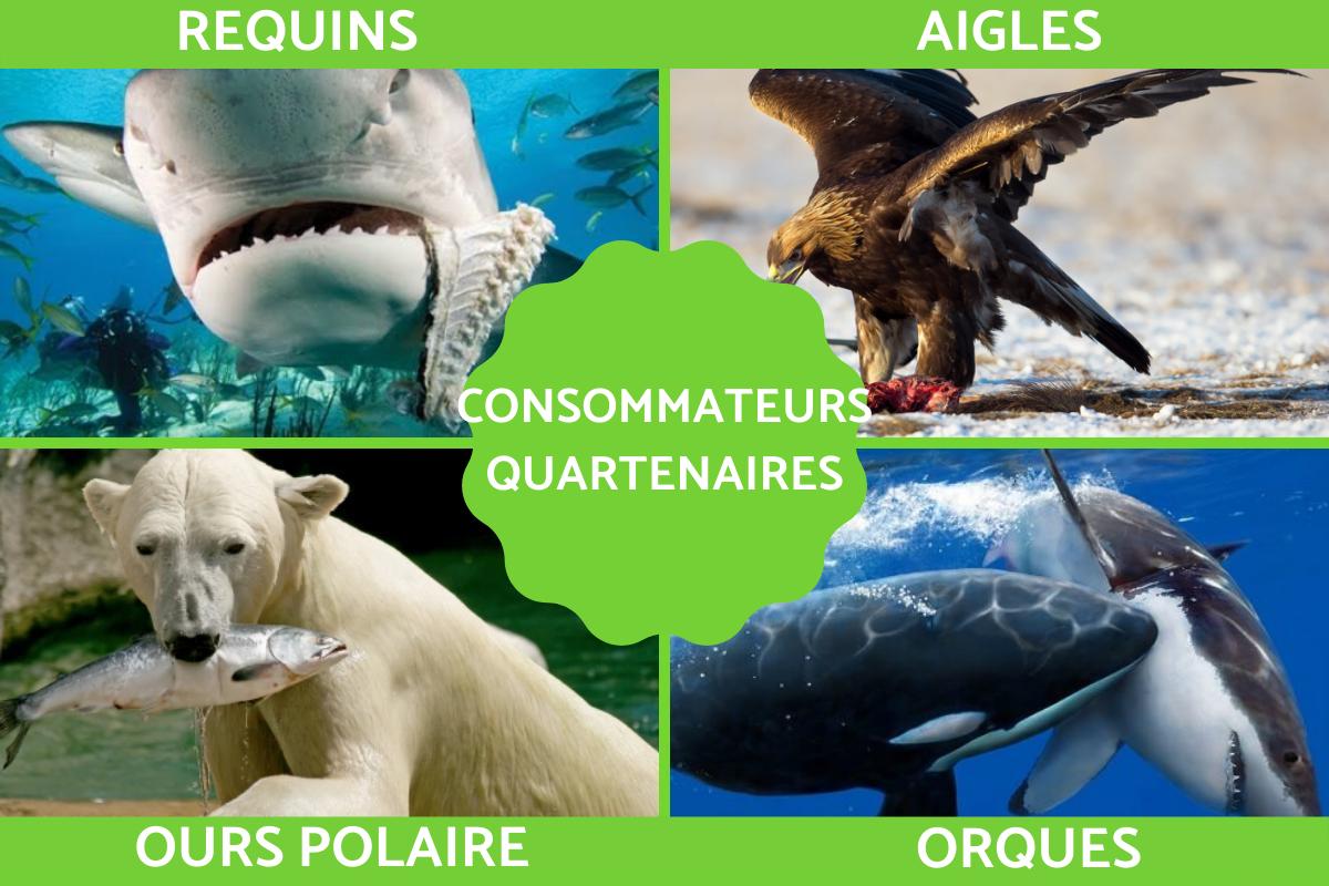 Consommateur quartenaire : Définition et exemples