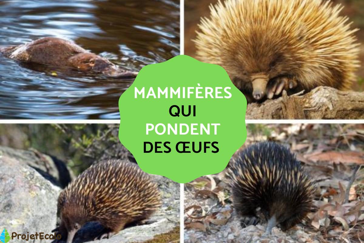 Quels sont les 5 mammifères qui pondent des œufs ?