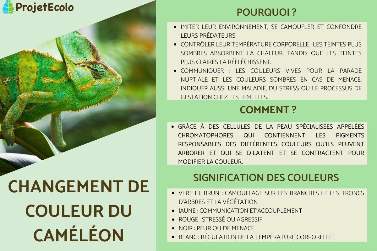 Changement de couleur du caméléon
