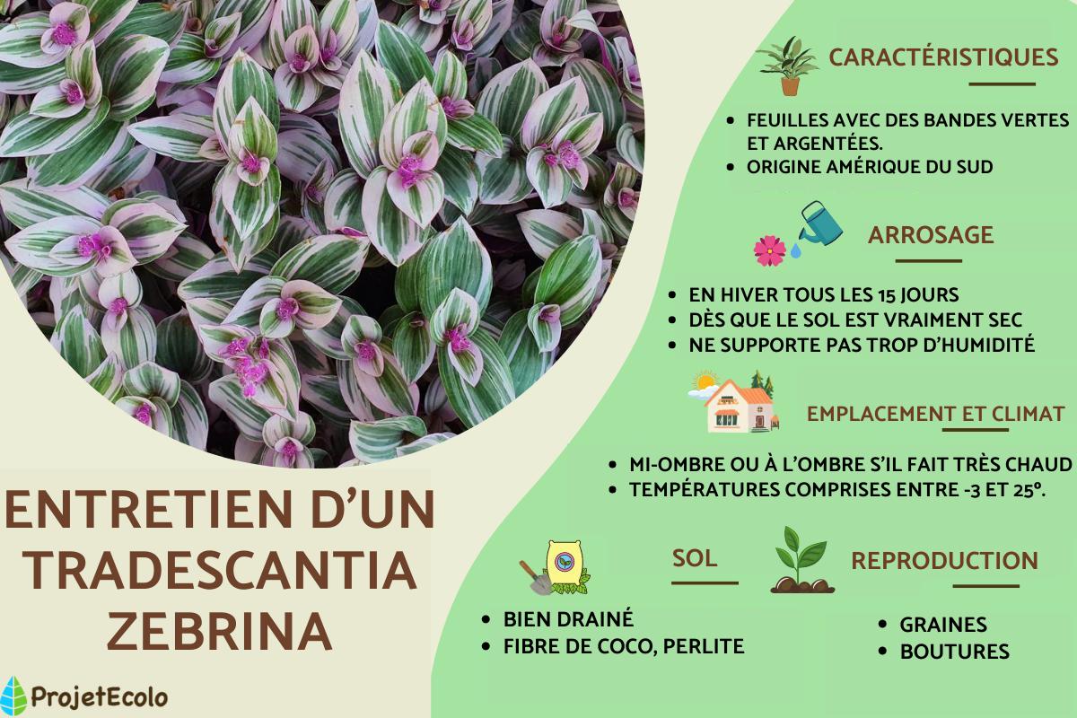 Misère ou Tradescantia zebrina : entretien, caractéristiques et bouture
