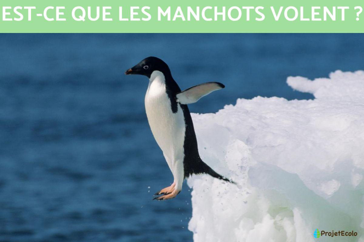 Est-ce que les manchots volent ?