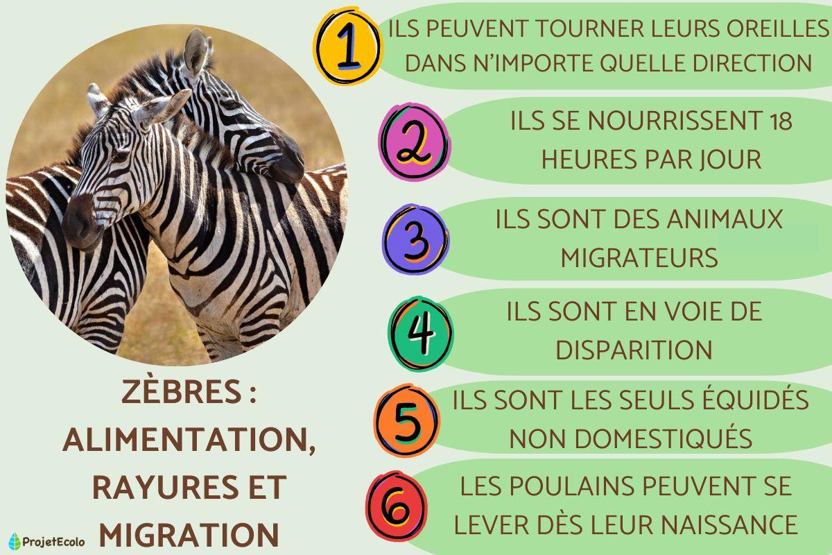 Zèbres : alimentation, rayures et migration