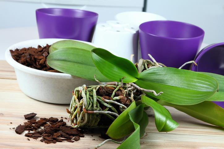 Comment Tailler Un Orchidee
