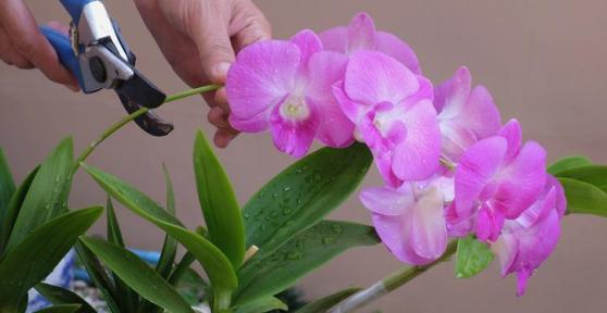 Comment tailler une orchidée