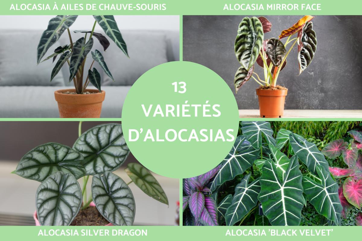 Variétés d'Alocasia