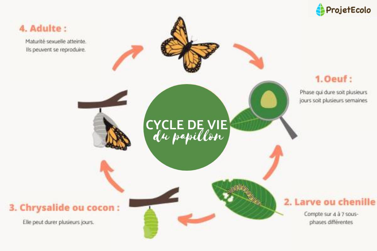 Le cycle de vie du papillon : étapes et images