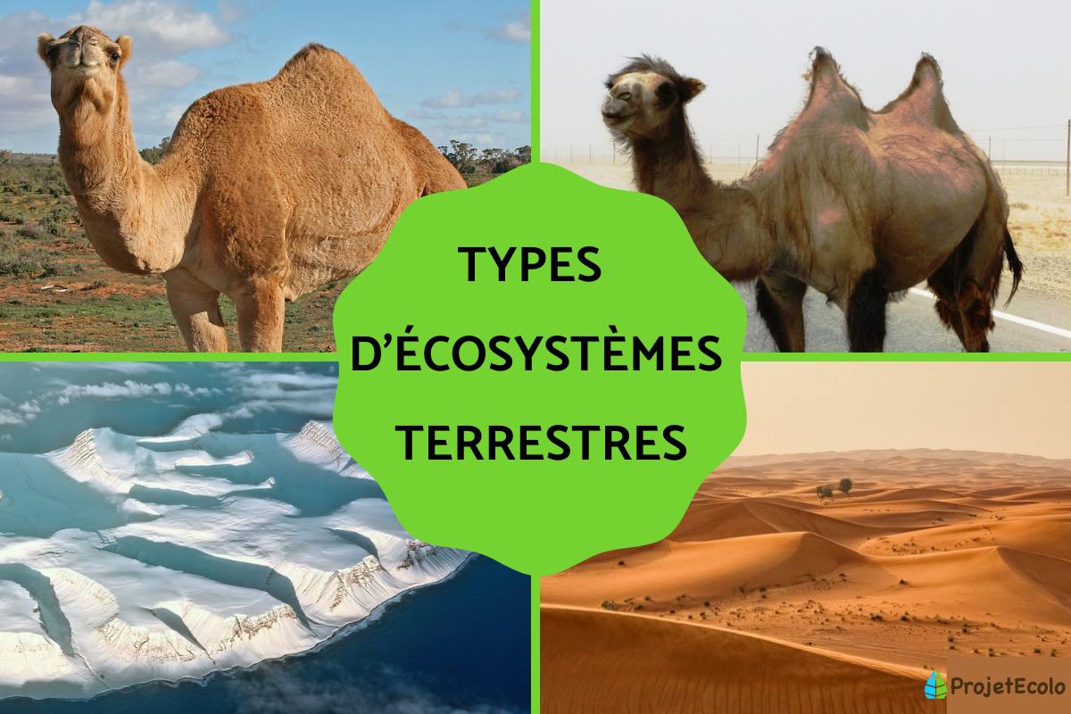 Types d'écosystèmes terrestres et exemples