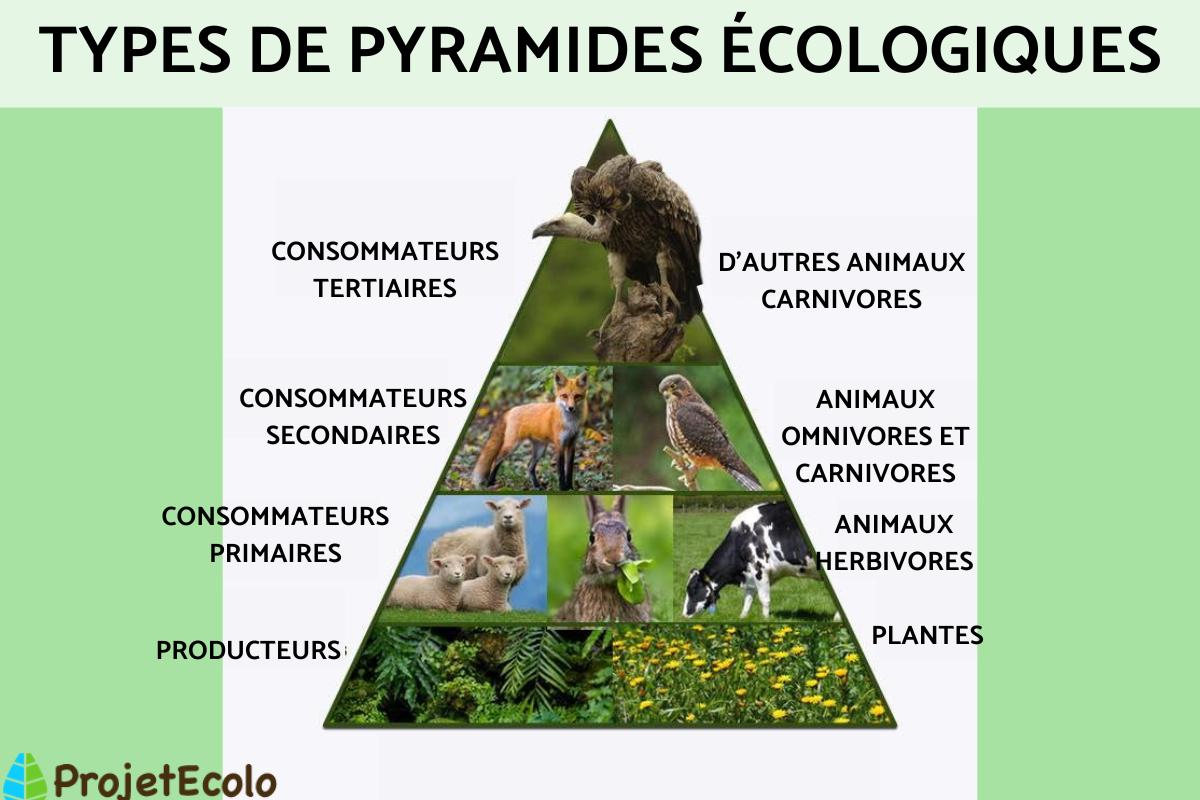 Pyramide écologique - Définition, types et caractéristiques