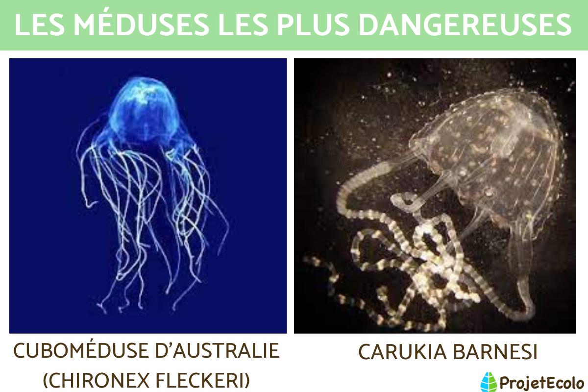 Les méduses les plus dangereuses