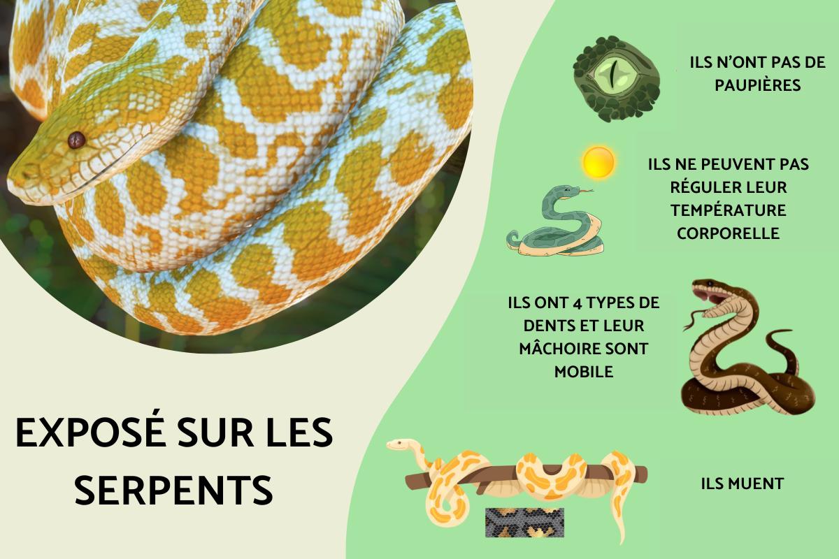 Exposé sur les serpents
