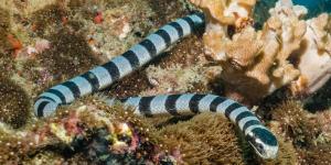 Serpents marins : caractéristiques et types
