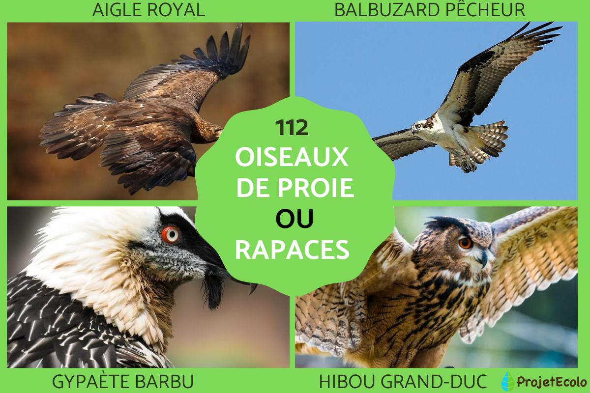 Oiseaux de proie ou rapaces : types, noms et photos