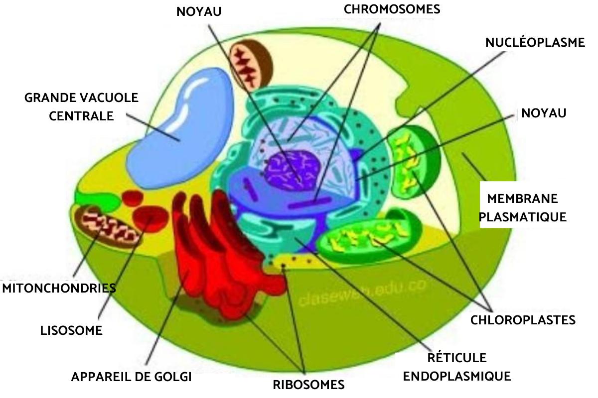 Cellule végétale Définition, schéma, taille et caractéristiques