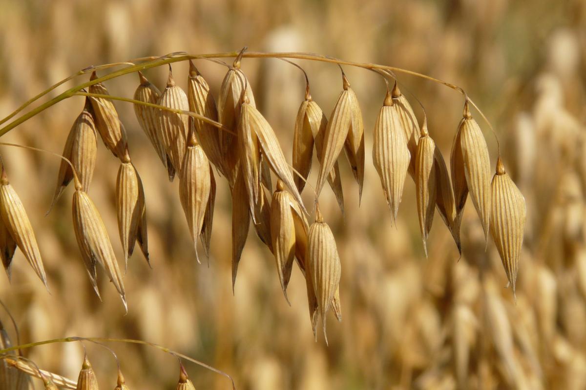 FLOCON D'AVOINE : BIENFAITS, PROPRIÉTÉS Et VALEUR NUTRITIONNELLE ...