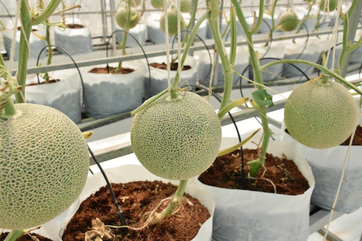 Comment planter des melons