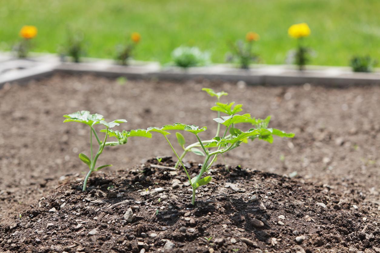 Comment PLANTER des MELONS Tout savoir sur la CULTURE des MELONS