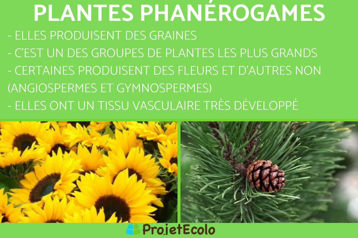Phanérogame : Définition, caractéristiques et exemples
