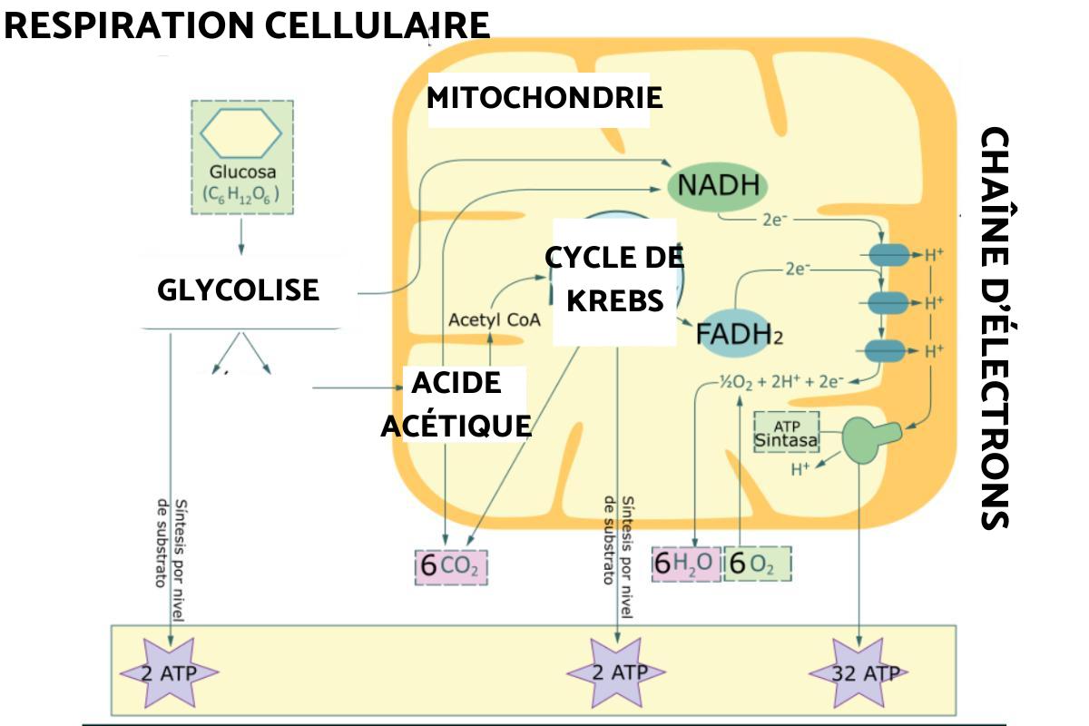 Respiration cellulaire : Définition, étapes et types