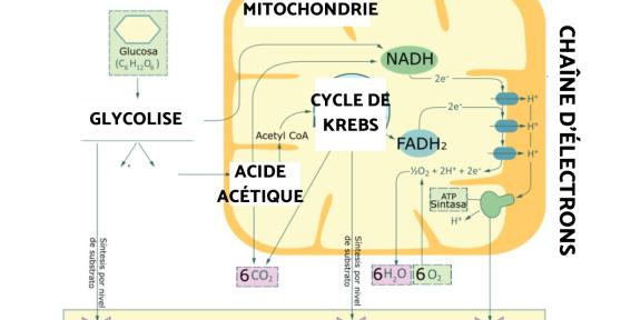 Respiration cellulaire : Définition, étapes et types