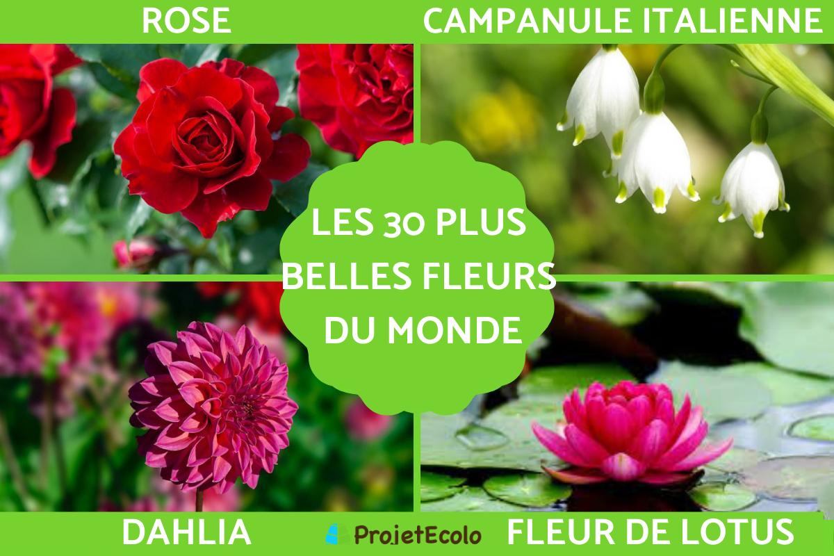 Les plus belles fleurs du monde avec photos