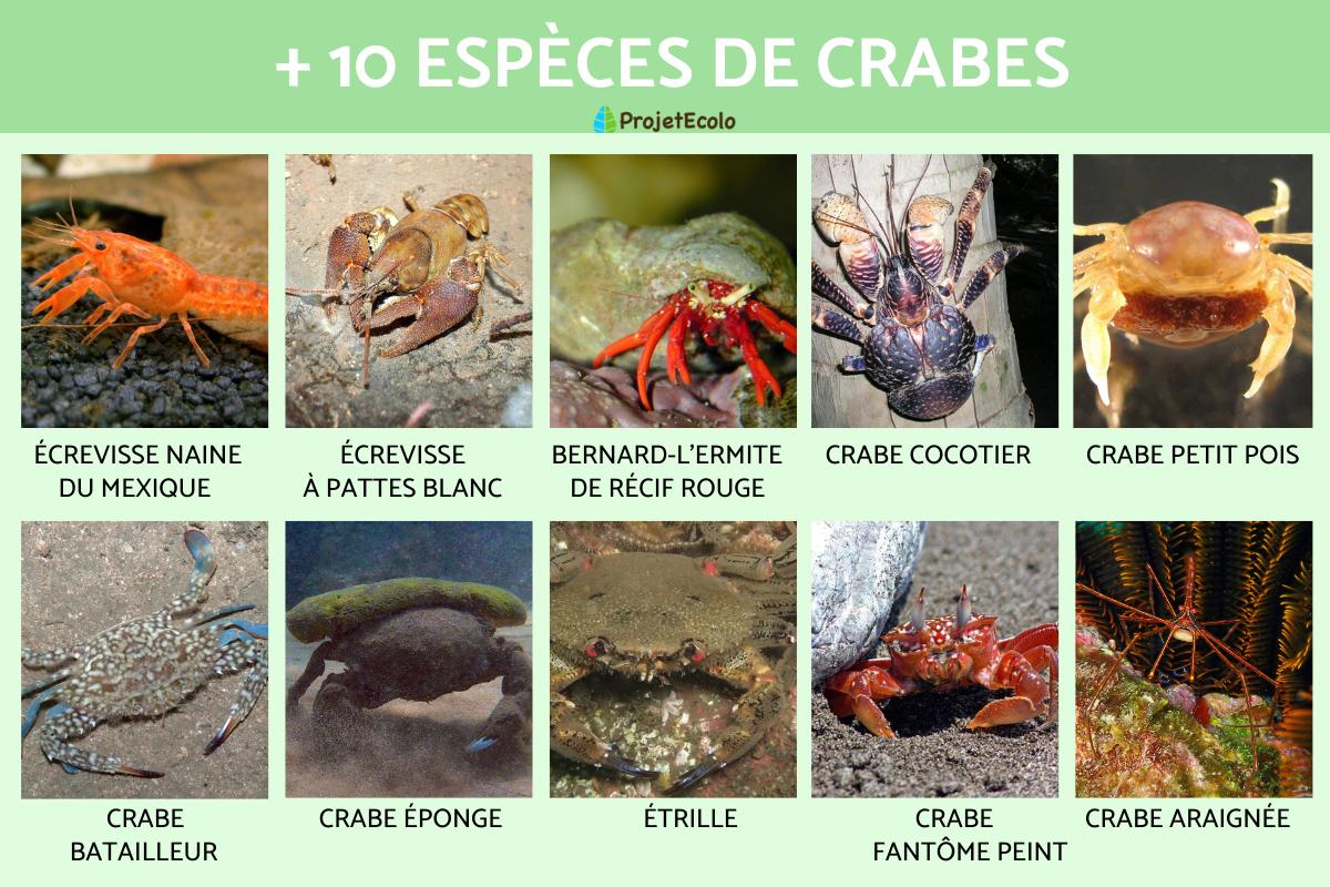 Crabe des neiges cuit et congelé - Gagnon et fils